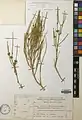 Ephedra sarcocarpa • ارمک گوشتی