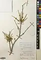 Ephedra sarcocarpa • ارمک گوشتی