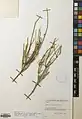 Ephedra sarcocarpa • ارمک گوشتی