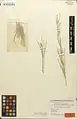 Ephedra sarcocarpa • ارمک گوشتی