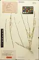 Ephedra sarcocarpa • ارمک گوشتی