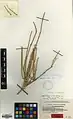 Ephedra sarcocarpa • ارمک گوشتی