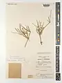 Ephedra sarcocarpa • ارمک گوشتی
