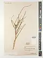 Ephedra sarcocarpa • ارمک گوشتی