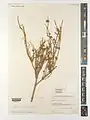 Ephedra sarcocarpa • ارمک گوشتی