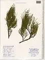 Ephedra procera • ارمک (گیاه)