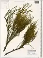 Ephedra procera • ارمک (گیاه)
