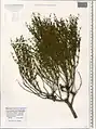 Ephedra procera • ارمک (گیاه)