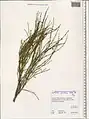 Ephedra procera • ارمک (گیاه)