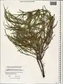 Ephedra procera • ارمک (گیاه)