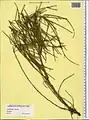 Ephedra procera • ارمک (گیاه)