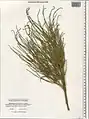 Ephedra procera • ارمک (گیاه)