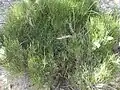Ephedra procera • ارمک (گیاه)