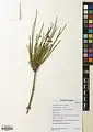Ephedra procera • ارمک (گیاه)