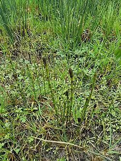 Equisetum palustre • دم اسب باتلاقی
