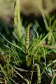 Equisetum palustre • دم اسب باتلاقی
