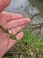 Equisetum palustre • دم اسب باتلاقی
