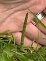 Equisetum palustre • دم اسب باتلاقی