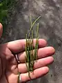 Equisetum palustre • دم اسب باتلاقی