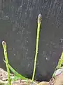 Equisetum palustre • دم اسب باتلاقی