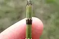 Equisetum palustre • دم اسب باتلاقی