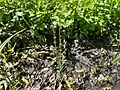 Equisetum palustre • دم اسب باتلاقی