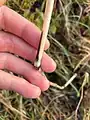 Equisetum fluviatile • دم اسب رودخانهای