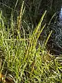 Equisetum fluviatile • دم اسب رودخانهای