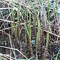 Equisetum fluviatile • دم اسب رودخانهای