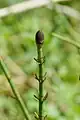 Equisetum fluviatile • دم اسب رودخانهای