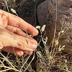 Eragrostis cilianensis • علف عشق هرز