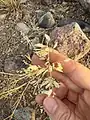 Eragrostis cilianensis • علف عشق هرز