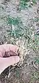 Eragrostis cilianensis • علف عشق هرز
