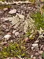 Eragrostis cilianensis • علف عشق هرز