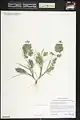 Eragrostis cilianensis • علف عشق هرز