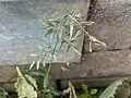 Eragrostis cilianensis • علف عشق هرز