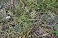 Eragrostis cilianensis • علف عشق هرز