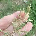 Eragrostis cilianensis • علف عشق هرز