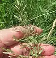 Eragrostis cilianensis • علف عشق هرز