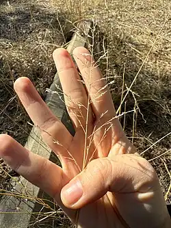 Eragrostis curvula • علف عشق کمانی