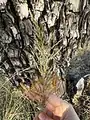 Eragrostis curvula • علف عشق کمانی