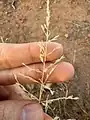 Eragrostis curvula • علف عشق کمانی