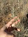 Eragrostis curvula • علف عشق کمانی
