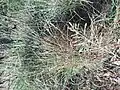 Eragrostis curvula • علف عشق کمانی
