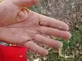 Eragrostis curvula • علف عشق کمانی