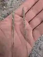 Eragrostis curvula • علف عشق کمانی