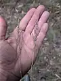 Eragrostis curvula • علف عشق کمانی