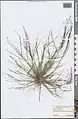 Eragrostis pilosa • علف عشق کرکی