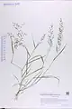 Eragrostis pilosa • علف عشق کرکی