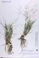 Eragrostis pilosa • علف عشق کرکی